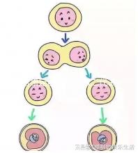 甘肅定西能不能做二代試管嬰兒,成功率高不高?