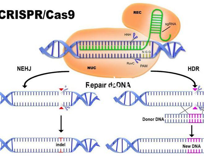 真?zhèn)坞y辨?一文了解林卡爾真假辨別7大方法