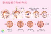 絕經后試管妊娠如何支持黃體戳，醫生：掌握時間很重要