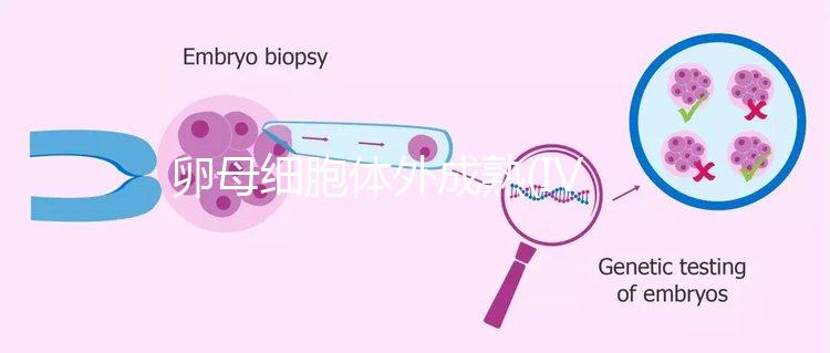 卵母細胞體外成熟(IVM)科普,不熟卵子未完的緣分