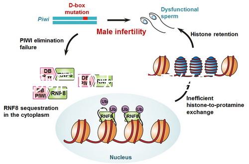 取卵后10天會來月經嗎？快拿小本本記好準確時間