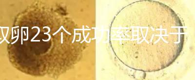 取卵23個成功率取決于養(yǎng)囊數(shù)？一般能配成胚胎就都有希望