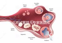 北京試管嬰兒專家醫(yī)院成功率高嗎,醫(yī)院推薦與費用解析