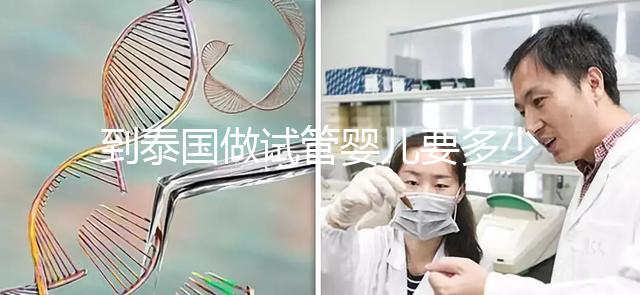 到泰國做試管嬰兒要多少錢(到泰國做試管嬰兒要多少錢費用)