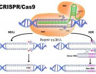 在新加坡做試管嬰兒要多少錢，和馬來(lái)西亞的價(jià)格差別不大