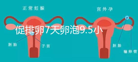 促排卵7天卵泡9.5小不難說，短方案至少長到這個數字