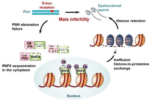 什么是試管嬰兒試移植(什么叫試移植)