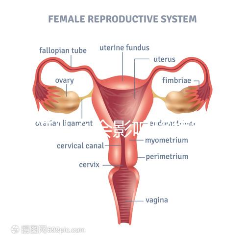 不造什么會影響移植窗口期的結(jié)果戳，時間不對著床懸乎
