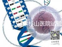 驚訝！日本杉山醫院試管嬰兒成功率和泰國持平