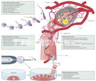 手術(shù)做試管嬰兒大概多少錢(qián)(手術(shù)做試管嬰兒大概多少錢(qián)啊)