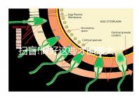 掃盲!做好這些才能最大概率避免貓弓形蟲傳染給人
