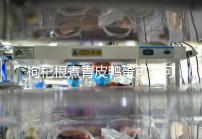 枸杞根煮青皮鴨蛋可不可以去胎毒看情況，32周吃作用不大