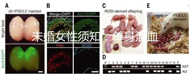 未婚女性須知，單身混血試管不是你想做就能做！