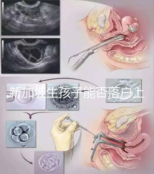 新加坡生孩子能否落戶上海分，@家長:高學歷可以申請