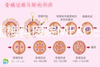 泰國梅科醫院MEKO三代試管嬰兒，不靠中介翻譯安心好孕