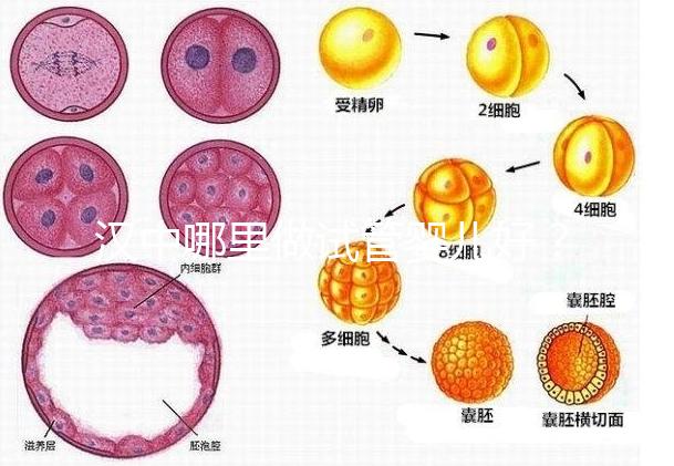 漢中哪里做試管嬰兒好？西京or唐都醫(yī)院是首選