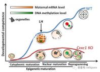 天津四胎生育津貼多少錢一個月，能不能走生育保險揭秘，快速展示