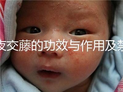 夜交藤的功效與作用及禁忌（合歡花夜交藤的功效與作用及禁忌）