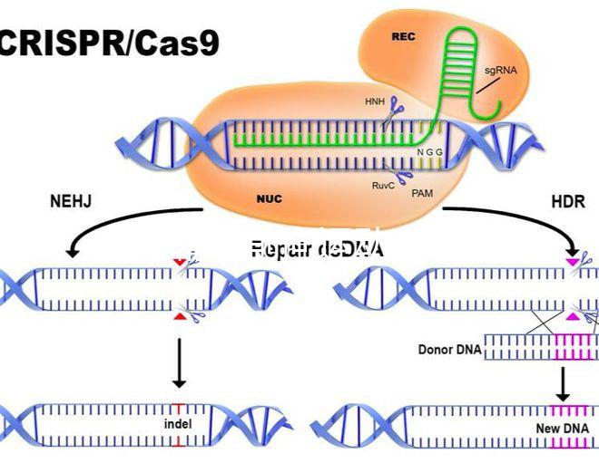 如果精子前向運動率低于19，就不要看這個弱精子看完了嗎？