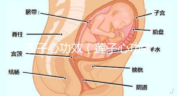蓮子心功效（蓮子心功效作用與主治）