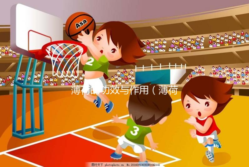 薄荷的功效與作用（薄荷的功效與作用與主治）