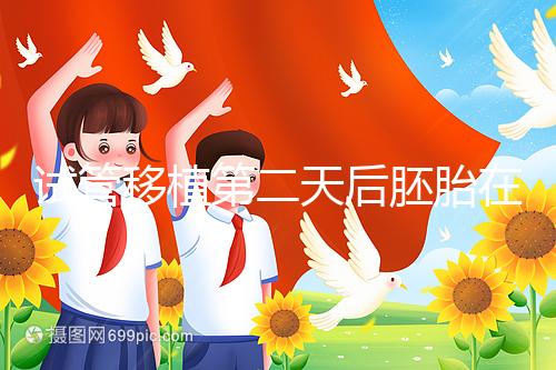 試管移植第二天后胚胎在干嘛！子宮內(nèi)游走居無(wú)定所