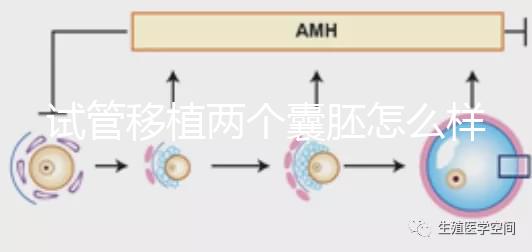 試管移植兩個(gè)囊胚怎么樣？成功率高嗎？