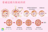 試管促排會提前排卵嗎(促排會不會提前排卵)