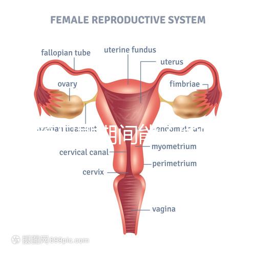 試管促排期間能不能喝黃芪湯看你怎么煲，當(dāng)歸、枸杞慎放