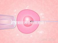 試管期間養倉鼠很難說！先了解對胎兒的影響再決定！