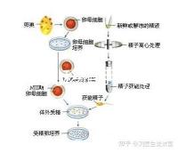 試管嬰兒移植手術疼嗎(試管失敗第二次收費嗎)