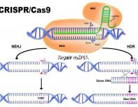 試管嬰兒哪個醫院成功率最高（西安做試管嬰兒哪個醫院成功率最高）