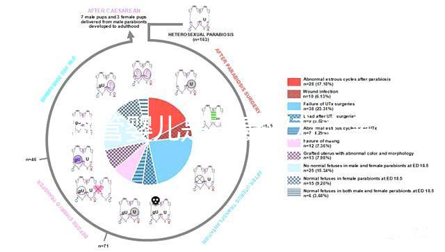 試管嬰兒是夫妻雙方親生的嗎