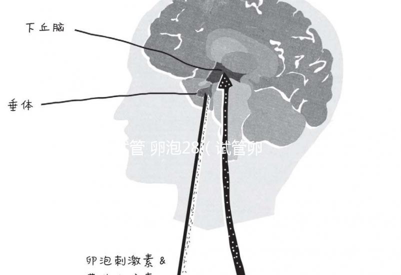 試管 卵泡28(試管卵泡28了才打夜針)