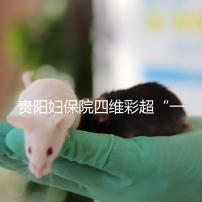 貴陽婦保院四維彩超“一號難排”,這幾家醫(yī)院可直接預約