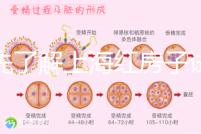預先了解上海紅房子試管建檔流程，最快當天可定方案