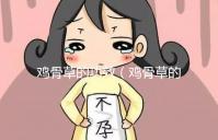 雞骨草的功效（雞骨草的功效與作用主要治什么病）