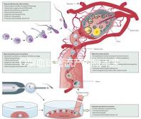 O型血試管流產的概率來了，不知道該怎么辦