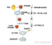2024年安徽三孩產假政策更新，提前多久休息自然分娩或剖腹產？